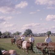 Cattle walk-by at the show, Barcaldine, 1962