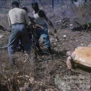 Cooking turtle, Torres Strait, 1958