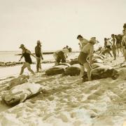 A group of visitors prepare for turtle riding at Mon Repos, c1930