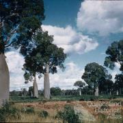 Bottle trees, Boondoomba, c1959