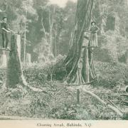 Clearing scrub, Babinda, c1925