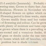 Jacaranda from Harry Oakman, Gardening in Queensland, 1960