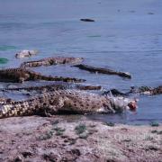 Edward River Mission (now Pormpuraaw) crocodile farm, 1990