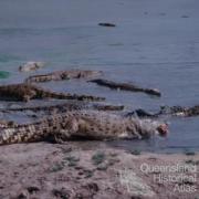 Edward River Mission (now Pormpuraaw) crocodile farm, 1990