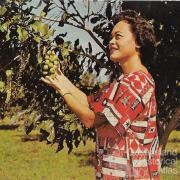 Promotional postcard for the macadamia, Hawaii