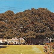 Moreton Bay Fig growing in Santa Barbara, California 