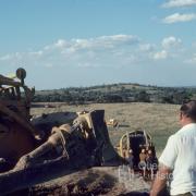 Laying telecommunication cable, Darling Downs, 1978