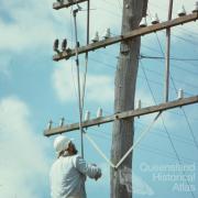 Redundant telephone wires, Chinchilla Shire, 1979