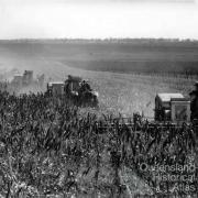 Harvesting the first sorghum crop on Peak Downs, June 1949