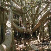 Banyan tree, Ormiston, 1959