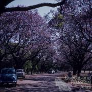 Jacaranda trees in flower, New Farm Park, 1958