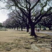 Jacaranda trees in flower, New Farm Park, 1958