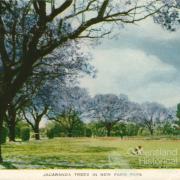 Jacaranda trees in New Farm Park, c1958