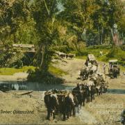 Hauling timber, Queensland, c1910