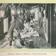 Shearing sheep at Jimbour Homestead, 1912