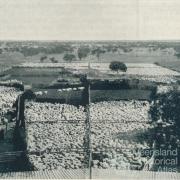 Sheep yarded for shearing, Isis Downs, 1938