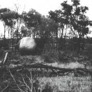 Methods for removing brigalow, 1964