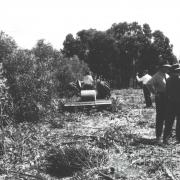 Methods for removing brigalow, 1964