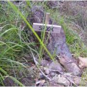 Memorial, Tamborine Mountain Road, 2009