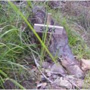 Memorial, Tamborine Mountain Road, 2009