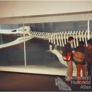 Kronosaurus queenslandicus at Harvard, 2001
