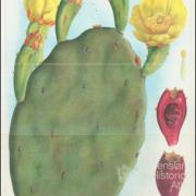 Types of prickly pear, 1925