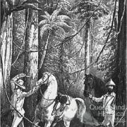 Cutting through the scrub, 1848