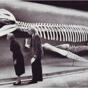 Kronosaurus queenslandicus at Harvard, 1959