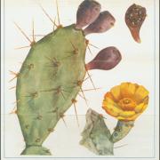 Types of prickly pear, 1925