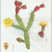 Types of prickly pear, 1925