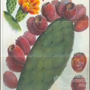 Types of prickly pear, 1925