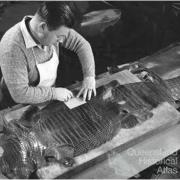 Crocodile skin used for leather, 1968