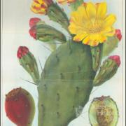 Types of prickly pear, 1925