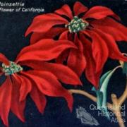 Poinsettia: a beautiful flower of California