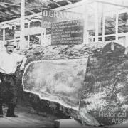 Cedar log at the 1897 exhibition, Bowen Park