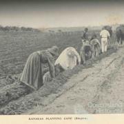 South Sea Islanders planting cane, Bingera, 1897