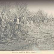 South Sea Islanders cutting cane, Bingera, 1897