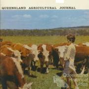 Hereford Herd, Coolum Research Station, 1966