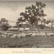 Ewes and lambs, Glengallan Homestead, Warwick, 1937