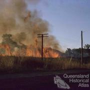 Burning sugar cane near Cairns, 1965