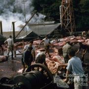 Flensing deck, Tangalooma whaling station, 1960