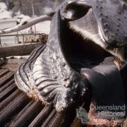 Flensing deck, Tangalooma whaling station, 1960