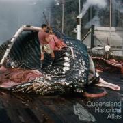 Flensing deck, Tangalooma whaling station, 1960