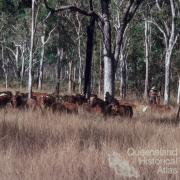 Cattle droving between Laura and 'The Twelve Mile' waterhole, 1982