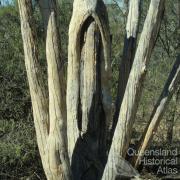 Aboriginal shield tree, Ackeray Station, Augathella, 1979