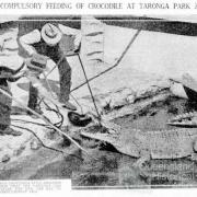 Compulsory feeding of crocodile at Taronga Park Zoo, 1934