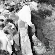 Crocodile feeding at Mount St John Zoo, 1957