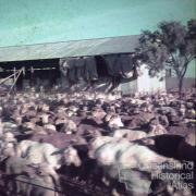 Shearing shed, Colston Homestead, Winton, 1979