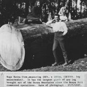 Huge Bunya Pine, 1927