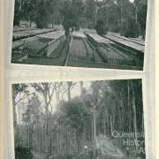 Reafforestation by relief work, Queensland, 1931 